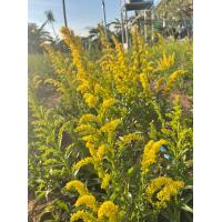 ราคา ต้นดอกสร้อยทอง 30 ต้น (18444370492)