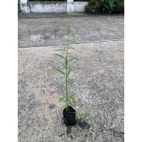 ราคา ต้นหลิวลู่ลม ลิ้ว Chaytongaong (19593245701)