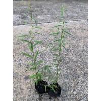 ราคา ต้นหลิวลู่ลม ลิ้ว Chaytongaong (19593245702)