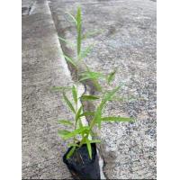 ราคา ต้นหลิวลู่ลม ลิ้ว Chaytongaong (18793482580)