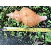 ราคา เปลือกหอยสังข์ ขนาด 7 8 นิ้ว หอยรดน้ำสังข์ เปลือกหอยธรรมชาติ (16469129383)