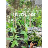 ราคา กระพังโหม กระพังโหมแห้ง กระพังโหมผง สมุนไพร ต้นตดหมูตดหมา ย่านพาโหม สมุนไพรบำรุงร่างกาย (19048121667)