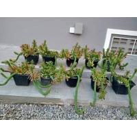 ราคา ต้นพญานาคราช ไม้มงคล ว่านพญานาคราช (7990519853)