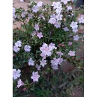 ราคา ต้นซากุระแคระหรือต้นข้าวตอกพระร่วง (12642109701)