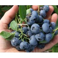 ราคา ต้นบลูเบอรี่พันทนร้อน ลูกดกต้นเตี้ยดูแลง่ายออกลูกตกตลอดปีค่ะ (18821160036)