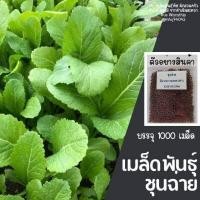 ราคา เมล็ดผักสวนครัว ถูกที่สุด งอกง่าย โตไว สามารถปลูกได้ทุกที่ เมล็ดผัก เมล็ดผักสวนครัว (15572762850)
