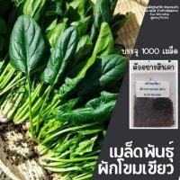 ราคา เมล็ดผักสวนครัว ถูกที่สุด งอกง่าย โตไว สามารถปลูกได้ทุกที่ เมล็ดผัก เมล็ดผักสวนครัว (15572762852)