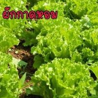 ราคา เมล็ดผักสวนครัว ถูกที่สุด งอกง่าย โตไว สามารถปลูกได้ทุกที่ เมล็ดผัก เมล็ดผักสวนครัว (15572762834)