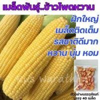 ราคา เมล็ดผักสวนครัว ถูกที่สุด งอกง่าย โตไว สามารถปลูกได้ทุกที่ เมล็ดผัก เมล็ดผักสวนครัว (15572762838)