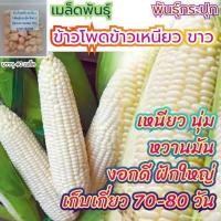 ราคา เมล็ดผักสวนครัว ถูกที่สุด งอกง่าย โตไว สามารถปลูกได้ทุกที่ เมล็ดผัก เมล็ดผักสวนครัว (15572762864)