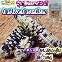 ราคา เมล็ดผักสวนครัว ถูกที่สุด งอกง่าย โตไว สามารถปลูกได้ทุกที่ เมล็ดผัก เมล็ดผักสวนครัว (15572762865)