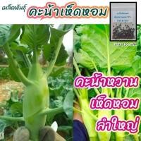 ราคา เมล็ดผักสวนครัว ถูกที่สุด งอกง่าย โตไว สามารถปลูกได้ทุกที่ เมล็ดผัก เมล็ดผักสวนครัว (15572762866)