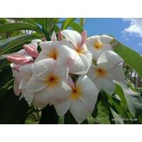 ราคา ลีลาวดี พันธุ์ชมพูศรราม ดอกสีขาวอมชมพู หอมอ่อนๆ ดอกใหญ่ช่อใหญ่ รากเดินดีเต็มถุง พร้อมปลูก ต้นสูงประมาณ 30 40ซม ขายเป็นต้นในถุงดำ 4 นิ้ว (13897948595)