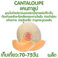 ราคา ค่าส่งถูก ตาข่ายปลูกผัก อวนแตง ตา36 38 42 ซม ตาข่ายปลูกพืชผัก ค้างแตง อวนค้างแตง อวนมะระ อวนปลูกผัก ตาข่ายปลูกแตง ไม้เลื้อย ถั่วฝักยาว (18014452235)
