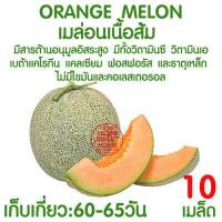ราคา ค่าส่งถูก ตาข่ายปลูกผัก อวนแตง ตา36 38 42 ซม ตาข่ายปลูกพืชผัก ค้างแตง อวนค้างแตง อวนมะระ อวนปลูกผัก ตาข่ายปลูกแตง ไม้เลื้อย ถั่วฝักยาว (18014452233)