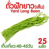 ราคา ค่าส่งถูก ตาข่ายปลูกผัก อวนแตง ตา36 38 42 ซม ตาข่ายปลูกพืชผัก ค้างแตง อวนค้างแตง อวนมะระ อวนปลูกผัก ตาข่ายปลูกแตง ไม้เลื้อย ถั่วฝักยาว (18790750121)