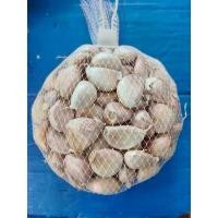 ราคา กระเทียม กระเทียมจีน กลีบใหญ่ คัดคุณภาพพิเศษ 1 กิโลกรัม (7638979418)