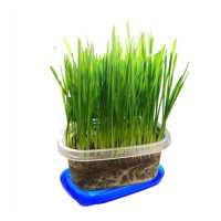 ราคา ชุดปลูกข้าวสาลี หญ้าแมว ครบชุด เมล็ดข้าวสาลี เมล็ดหญ้าแมว ออแกนิค พร้อมปลูก ต้นอ่อนข้าวสาลี เมล็ดพันธุ์หญ้าแมว สำหรับสุนัข แมว (8835456632)