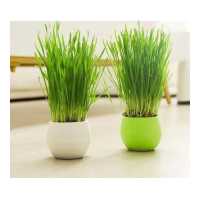 ราคา ชุดปลูกต้นข้าวสาลี หญ้าแมว ออร์แกนิค สำหรับสุนัข แมว เมล็ดหญ้าแมว 100 ปลอดภัย ไร้สารพิษ ชุดปลูกหญ้าแมว ชุดปลูกข้าวสาลี ปลูกง่ายมาก (10296084603)