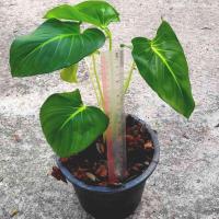 ราคา ต้นเสน่ห์จันทร์ขาว ไม้มงคลเสริมโชคลาภมหาเสน่ห์ ต้นสูงประมาณ40 50 ซม มี 4 6ใบ ส่งเป็นต้นพร้อมกระถาง5 นิ้วค่ะ (15731844521)