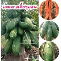 ราคา เมล็ดพันธุ์ มะละกอ 3 กรัม ประมาณ 150 เมล็ดขึ้นไป พันธุ์มะละกอ เมล็ดมะละกอ มะละกอแขกดำ มะละกอแขกนวล มะละกอครั่ง แก้วกลางดง (19695188665)