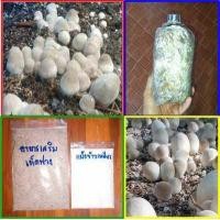 ราคา ก้อนเชื้อเห็ดฟาง ก้อนเชื้อเดินดี และมีอาหารเสริมเห็ดฟางผสมแป้งข้าวเหนียว และ วิธีเพาะ แถมฟรีทุกกล่อง (7467042753)