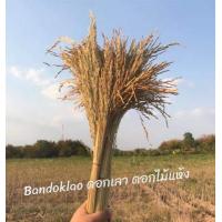 ราคา รวงข้าว รวงข้าวแห้ง รวงข้าวจริง รวงข้าวจริงตากแห้ง ขั้นต่ำ2กำรวมได้ รวงข้าวอบแห้ง รวงข้าวย้อมสี หญ้าแห้ง หญ้าย้อมสี (12440169490)