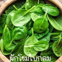 ราคา ผักโขมใบกลม ถูกที่สุด 10บ เมล็ดพันธุ์ผักโขมใบกลม100 เมล็ด งอกง่าย โตไว พุ่มใหญ่ ทานอร่อย (19209216257)