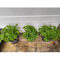 ราคา ต้นวอเตอร์เครส ผักสลัดน้ำ ผักเป็ด อินทรีย์ ส่งทั้งกระถาง 5 นิ้ว organic watercress (16087651519)