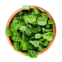 ราคา ต้นวอเตอร์เครส ผักสลัดน้ำ ผักเป็ด อินทรีย์ ส่งทั้งกระถาง 5 นิ้ว organic watercress (17495104208)