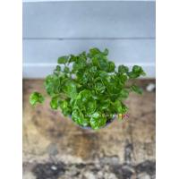 ราคา ต้นวอเตอร์เครส ผักสลัดน้ำ ผักเป็ด อินทรีย์ ส่งทั้งกระถาง 5 นิ้ว organic watercress (16087651518)