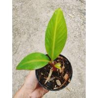 ราคา กล้วยแดงอินโด กล้วยด่างแดงอินโด (19725891677)