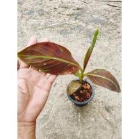 ราคา กล้วยแดงอินโด กล้วยด่างแดงอินโด (19725891678)