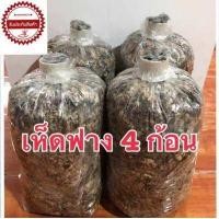 ราคา เชื้อเห็ดฟาง 4 ก้อน แถมฟรีคู่มือการเพาะ เห็ดออกดอกทันทีภายใน 5วัน (18219610129)