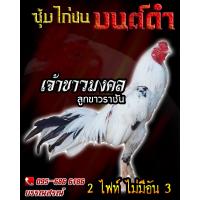 ราคา ไข่ไก่ชน คลิปพ่อพันธุ์เกรดVIP สายเลือดดี ไข่ไก่ชนก๋อยกัดทุบ เจ้าขาวมงคล (16207073579)