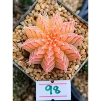 ราคา ถูกที่สุด แคคตัสยิมโนด่าง Gymnocalycium cactus กระบองเพชร ไม้อวบน้ำ (19563811982)