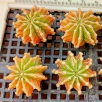 ราคา ถูกที่สุด แคคตัสยิมโนด่าง Gymnocalycium cactus กระบองเพชร ไม้อวบน้ำ (19563811981)