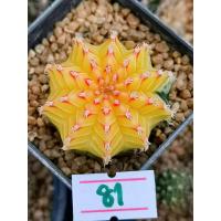 ราคา ถูกที่สุด แคคตัสยิมโนด่าง Gymnocalycium cactus กระบองเพชร ไม้อวบน้ำ (19563811984)