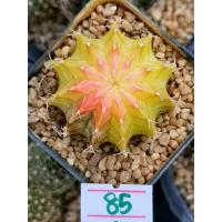 ราคา ถูกที่สุด แคคตัสยิมโนด่าง Gymnocalycium cactus กระบองเพชร ไม้อวบน้ำ (19563811983)