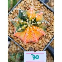 ราคา ถูกที่สุด แคคตัสยิมโนด่าง Gymnocalycium cactus กระบองเพชร ไม้อวบน้ำ (19563811986)