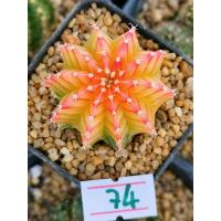 ราคา ถูกที่สุด แคคตัสยิมโนด่าง Gymnocalycium cactus กระบองเพชร ไม้อวบน้ำ (19563811985)
