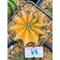 ราคา ถูกที่สุด แคคตัสยิมโนด่าง Gymnocalycium cactus กระบองเพชร ไม้อวบน้ำ (19563811987)
