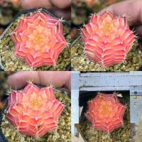 ราคา ถูกที่สุด แคคตัสยิมโนด่าง Gymnocalycium cactus กระบองเพชร ไม้อวบน้ำ (19597706117)