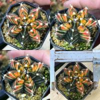 ราคา ถูกที่สุด แคคตัสยิมโนด่าง Gymnocalycium cactus กระบองเพชร ไม้อวบน้ำ (19597706116)
