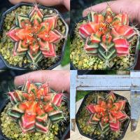 ราคา ถูกที่สุด แคคตัสยิมโนด่าง Gymnocalycium cactus กระบองเพชร ไม้อวบน้ำ (19597706119)