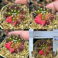 ราคา ถูกที่สุด แคคตัสยิมโนด่าง Gymnocalycium cactus กระบองเพชร ไม้อวบน้ำ (19597706118)