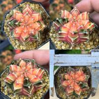 ราคา ถูกที่สุด แคคตัสยิมโนด่าง Gymnocalycium cactus กระบองเพชร ไม้อวบน้ำ (19597706115)