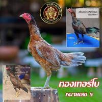 ราคา ไข่เชื้อไก่ชน เจ้าบัมเบิ้ลบี ญี่ปุ่นง่อนก๋อยเยียร์ ชมคลิ๊ปวีดีโอ พันธุกรรมเงินล้าน จัดส่งไว เก็บใหม่ทุกวัน เงินจริง ไข่จริง (18667593218)