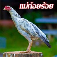 ราคา ไข่เชื้อไก่ชน เจ้าบัมเบิ้ลบี ญี่ปุ่นง่อนก๋อยเยียร์ ชมคลิ๊ปวีดีโอ พันธุกรรมเงินล้าน จัดส่งไว เก็บใหม่ทุกวัน เงินจริง ไข่จริง (16867112637)