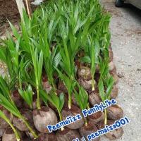 ราคา มะพร้าวน้ำหอมต้นเตี้ยบ้านแพ้วแท้ ชุด10ต้น (9625262129)